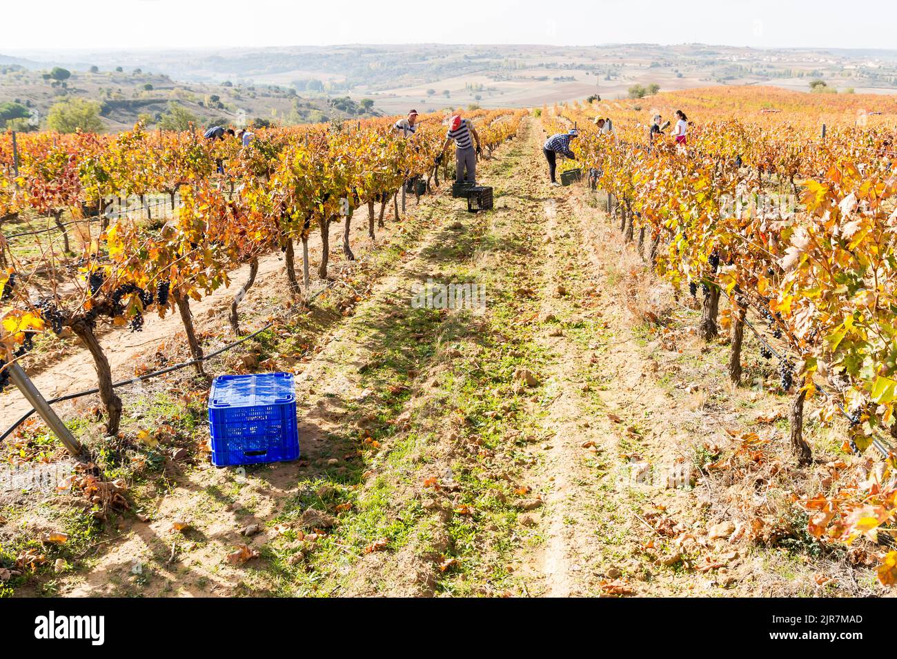 Dirt floor with grass between vines of a vineyard with workers in Toro