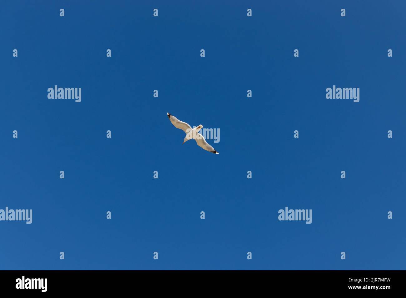 seagull in flight over a cloudless blue sky Stock Photo - Alamy