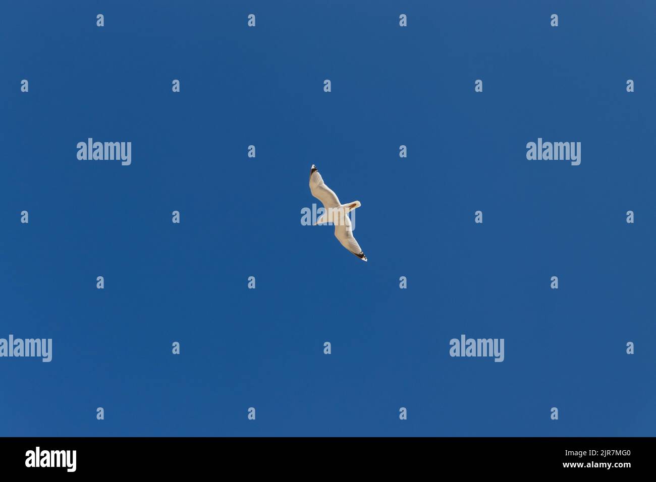 seagull in flight over a cloudless blue sky Stock Photo - Alamy
