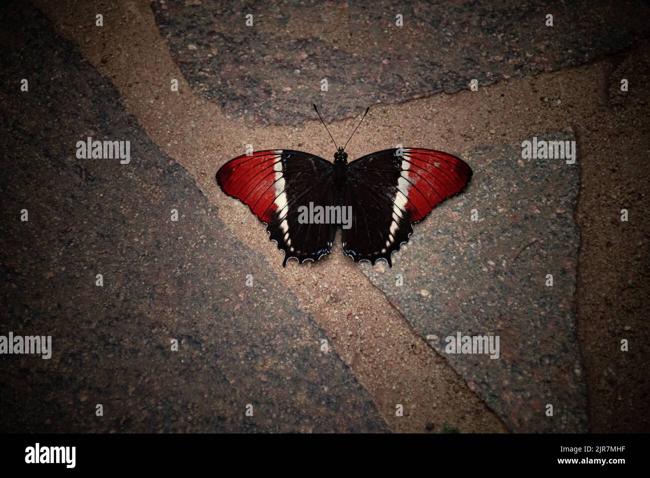 A top view of a Siproeta epaphus on the ground Stock Photo - Alamy