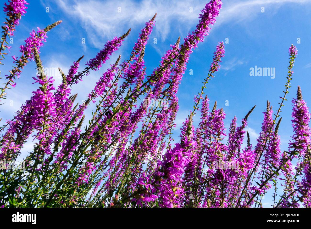 Lythrum virgatum 'Dropmore Purple' Loosestrife against blue sky Spikes spires Stock Photo