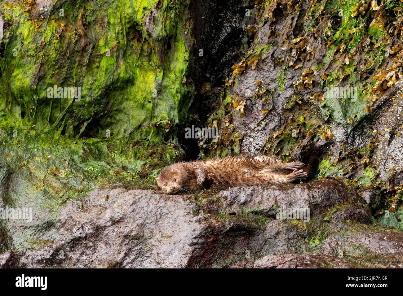 An adorable American mink at the Khutzeymateen Grizzly Bear Sanctuary