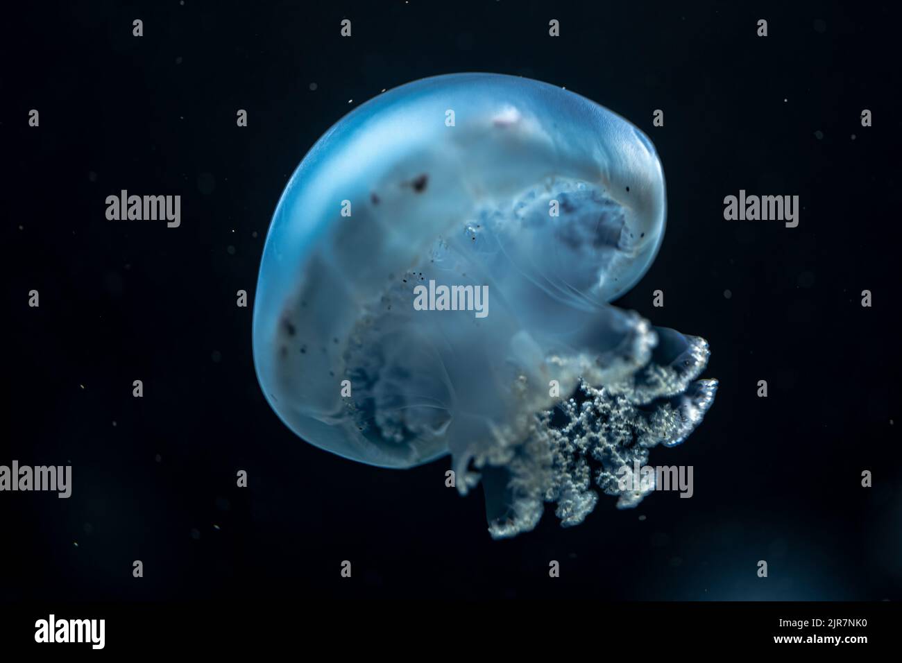 Floating Cannonball Jellyfish (Stomolophus meleagris Stock Photo Alamy