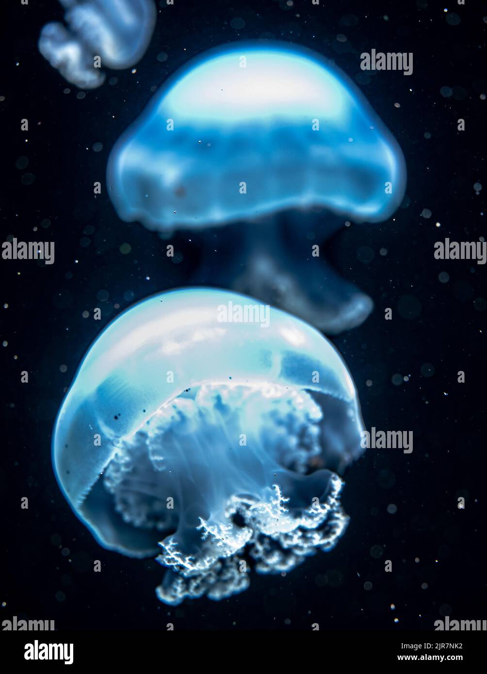 Floating Cannonball Jellyfish (Stomolophus meleagris Stock Photo Alamy