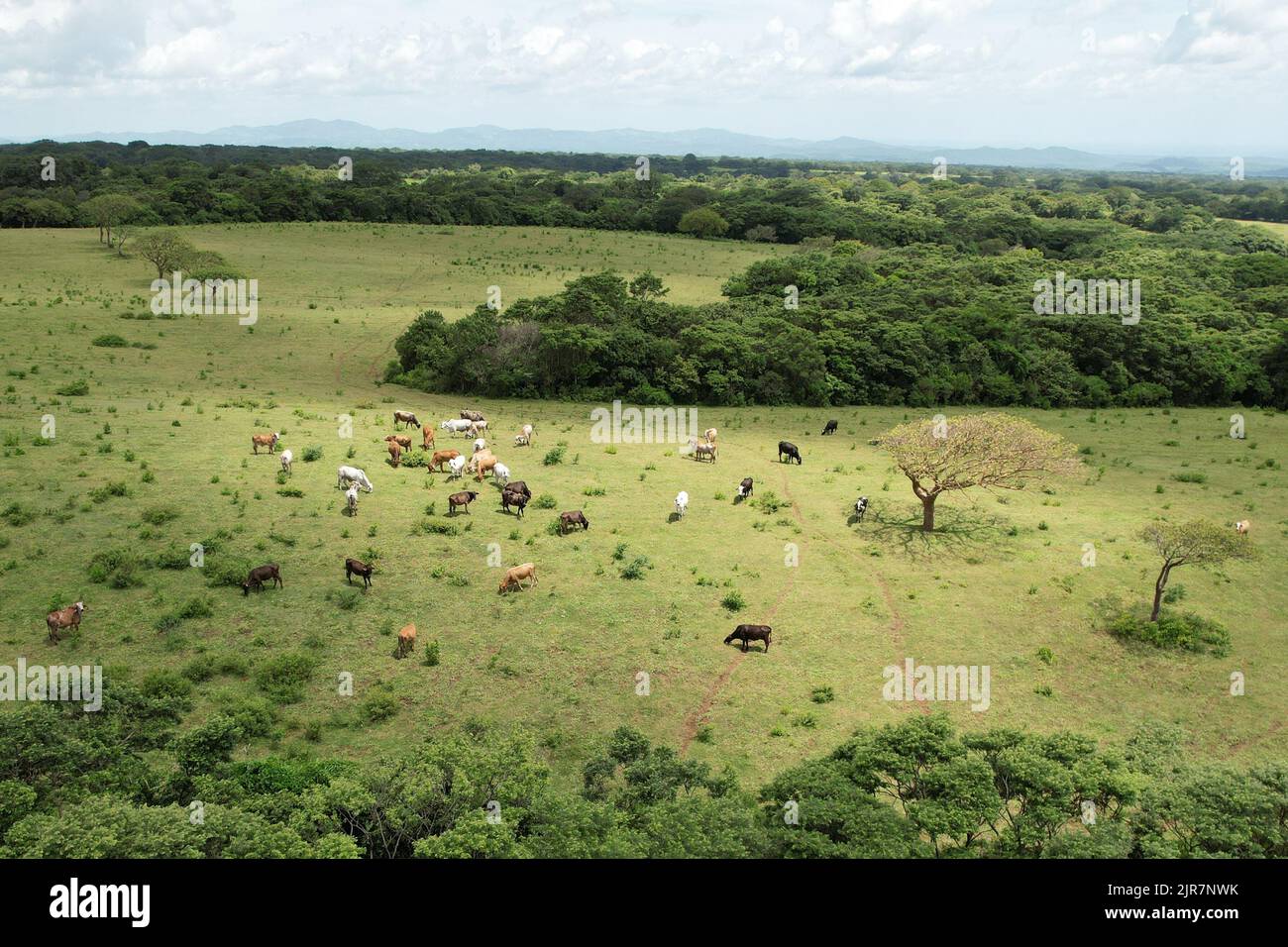 Healthy group farm animals eating grass on pasture meadow Stock Photo