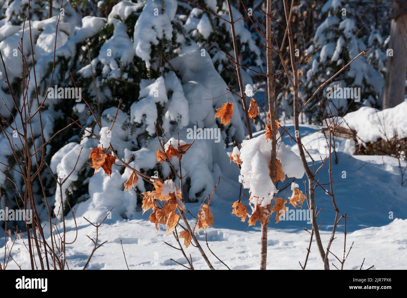 Leaves stay on in winter hires stock photography and images Alamy