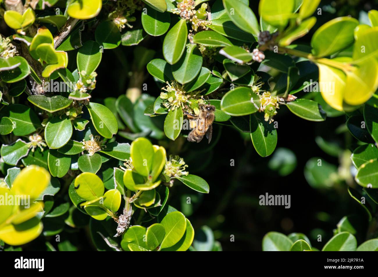 A Honeybee (Apis mellifera) on a flower at a garden in Sydney, NSW, Australia (Photo by Tara Chand Malhotra) Stock Photo
