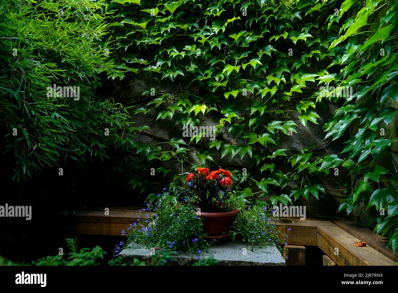 A flower pot on a table on a small terrace, green leaves of a creeping plant Boston ivy climbing wall Parthenocissus Bamboo backyard patio plants Stock Photo