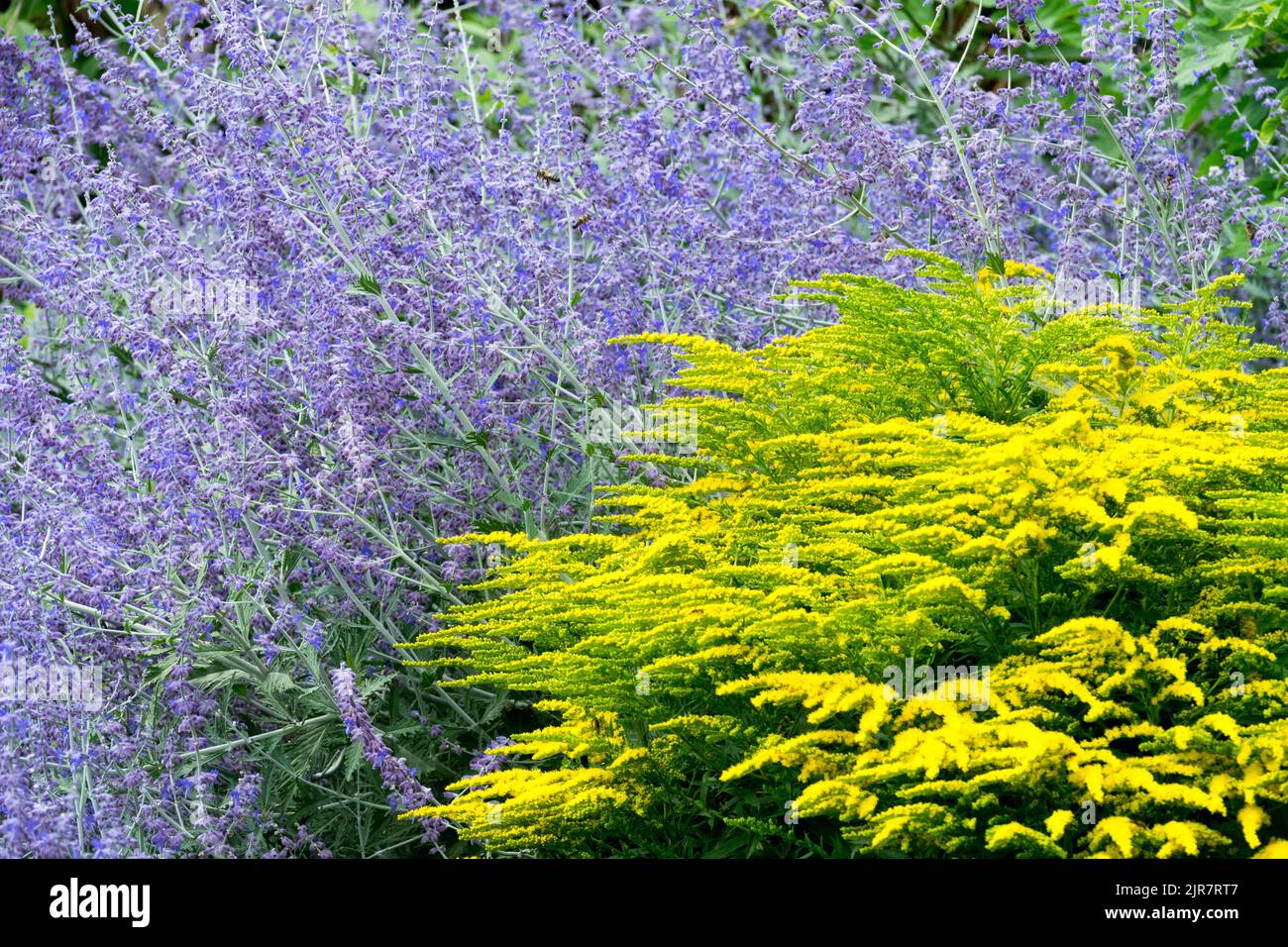 Russian sage Perovskia 'Blue Spire', Perennial, Garden, Border, Blue yellow, Plants Solidago 'Golden Rod' Blue yellow garden Stock Photo