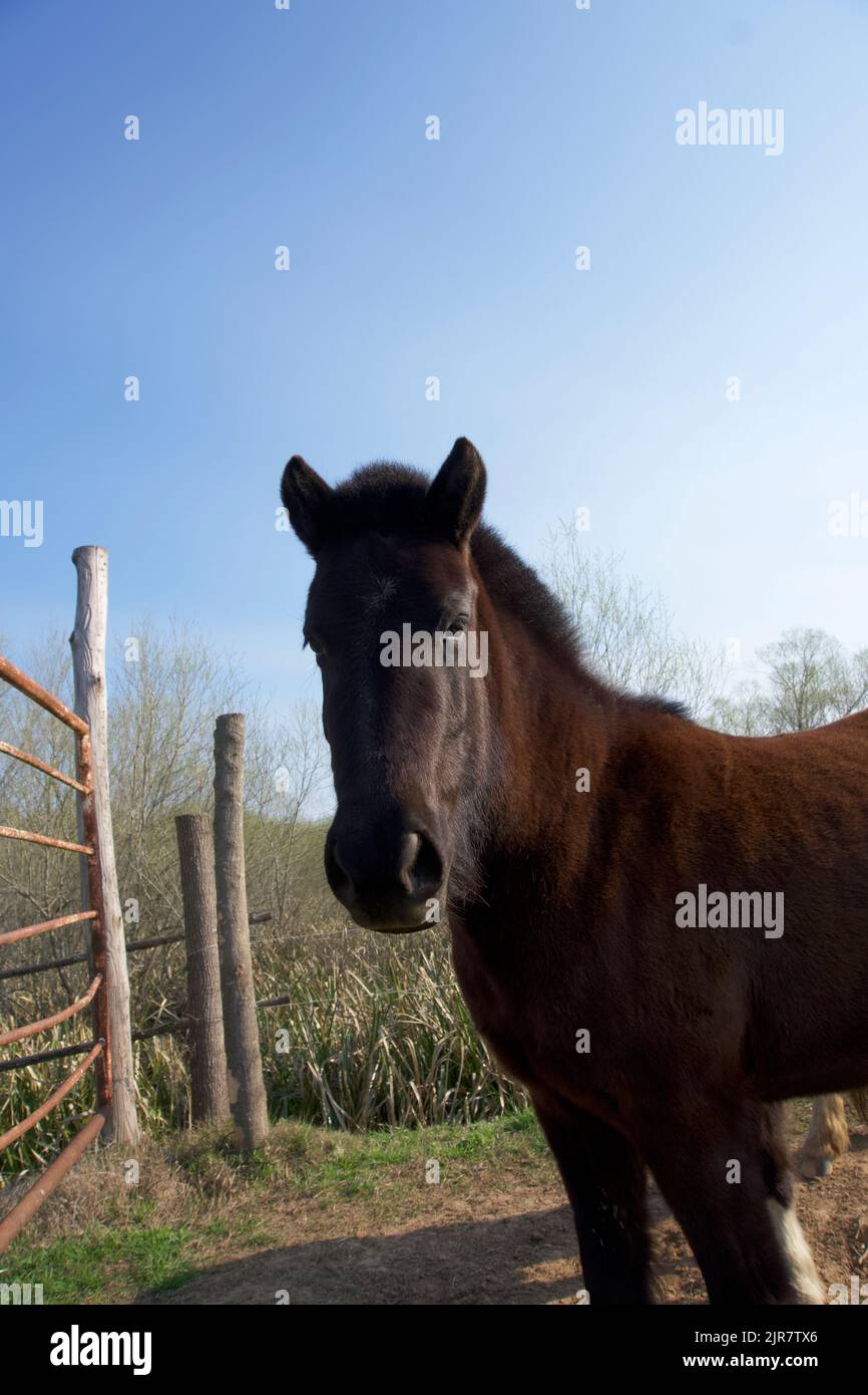 Horse in the open in the country side in Buenos Aires, Argentina. Stock Photo