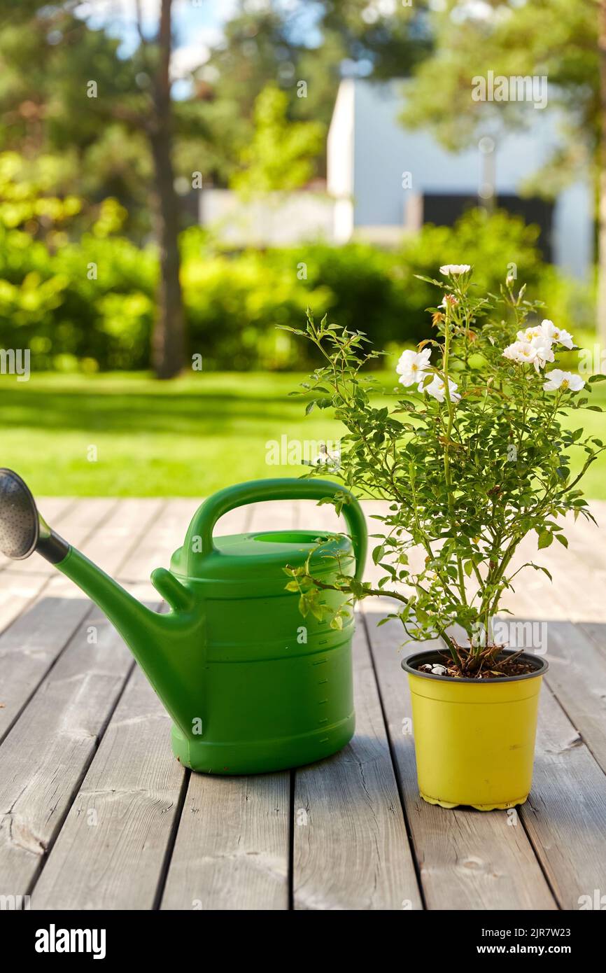 watering can and rose flower seedling in garden Stock Photo Alamy