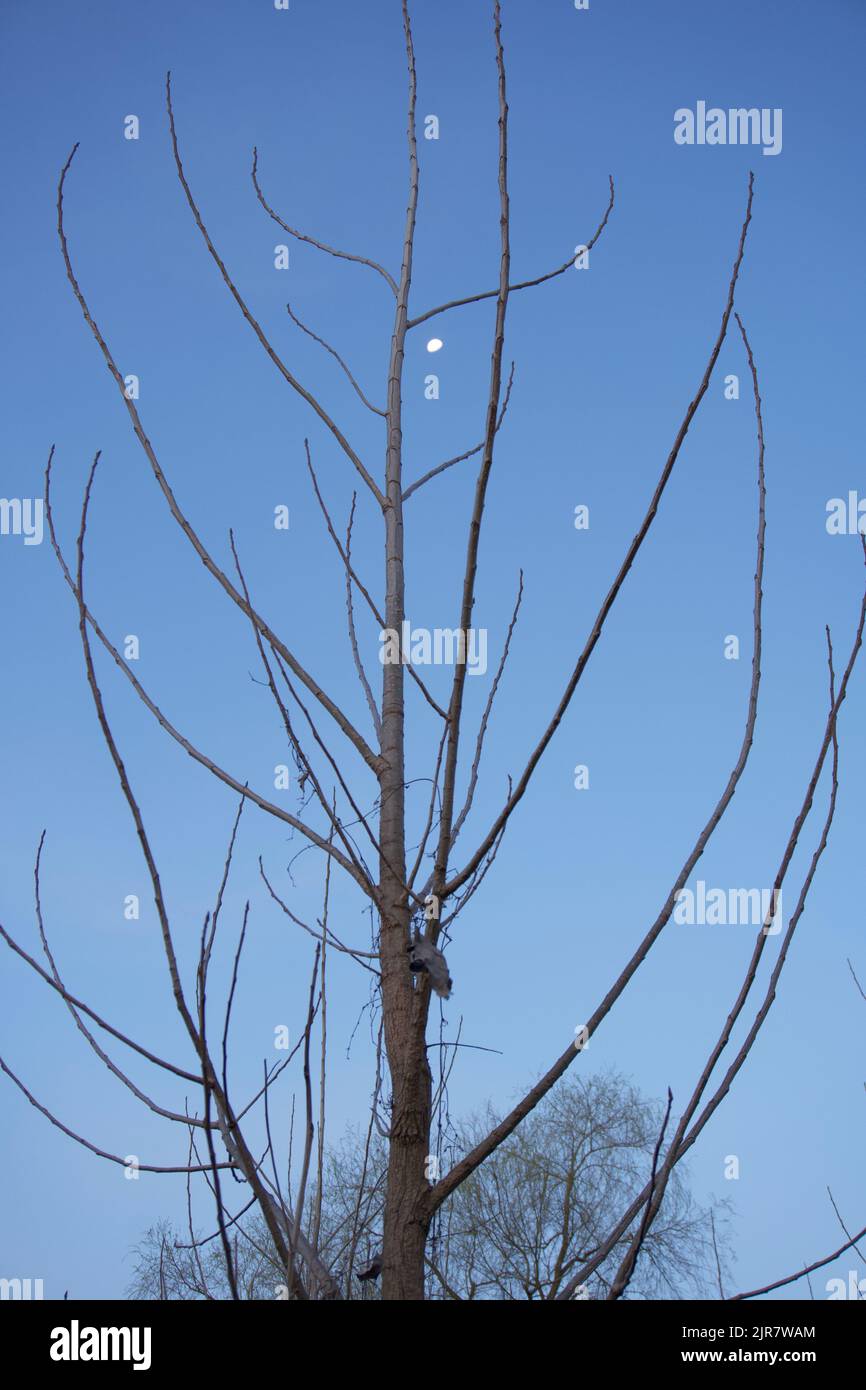 moon tree Stock Photo