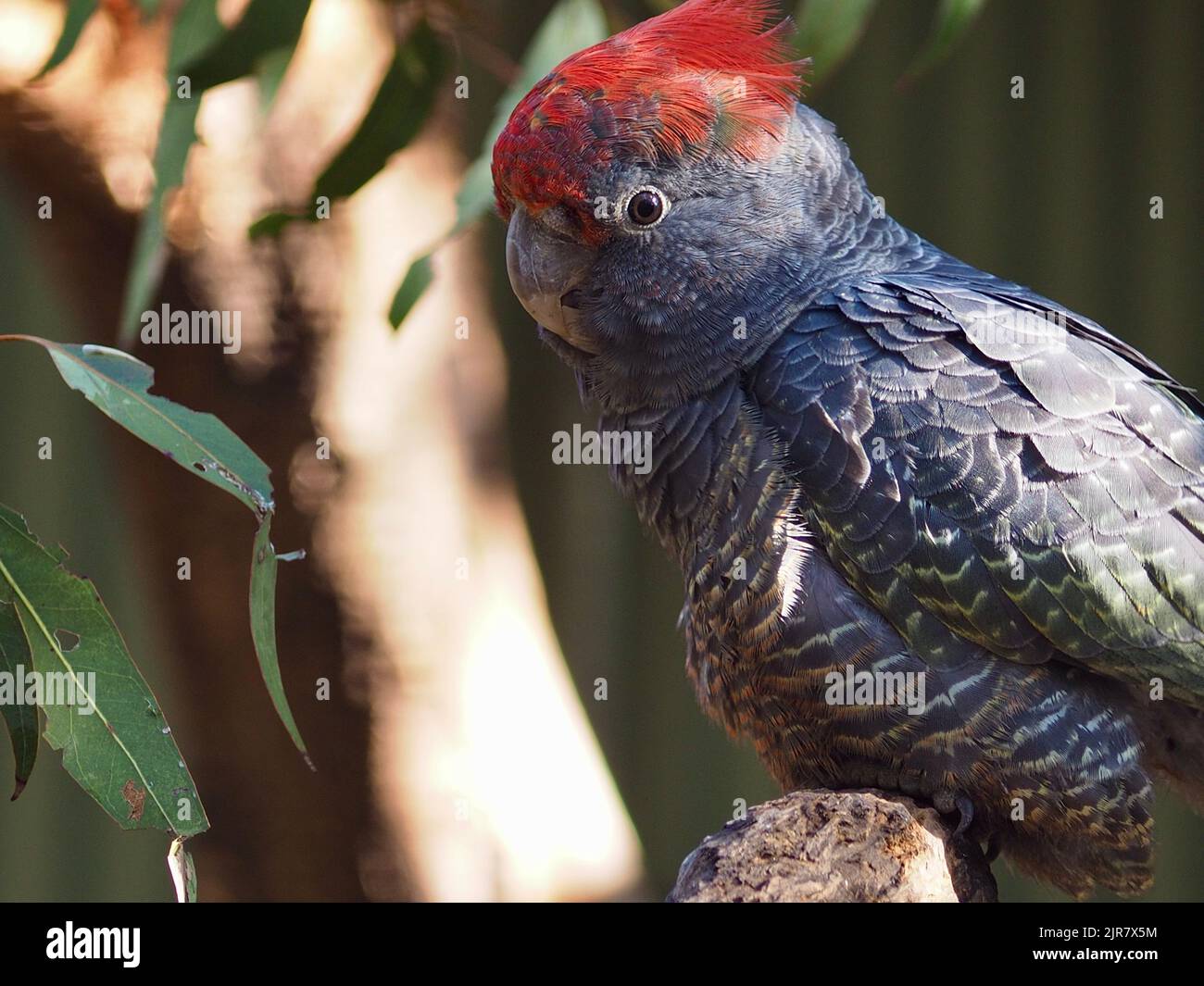 Engaging charismatic male Gang-Gang Cockatoo with sparkling eyes and a vibrant red crest. Stock Photo