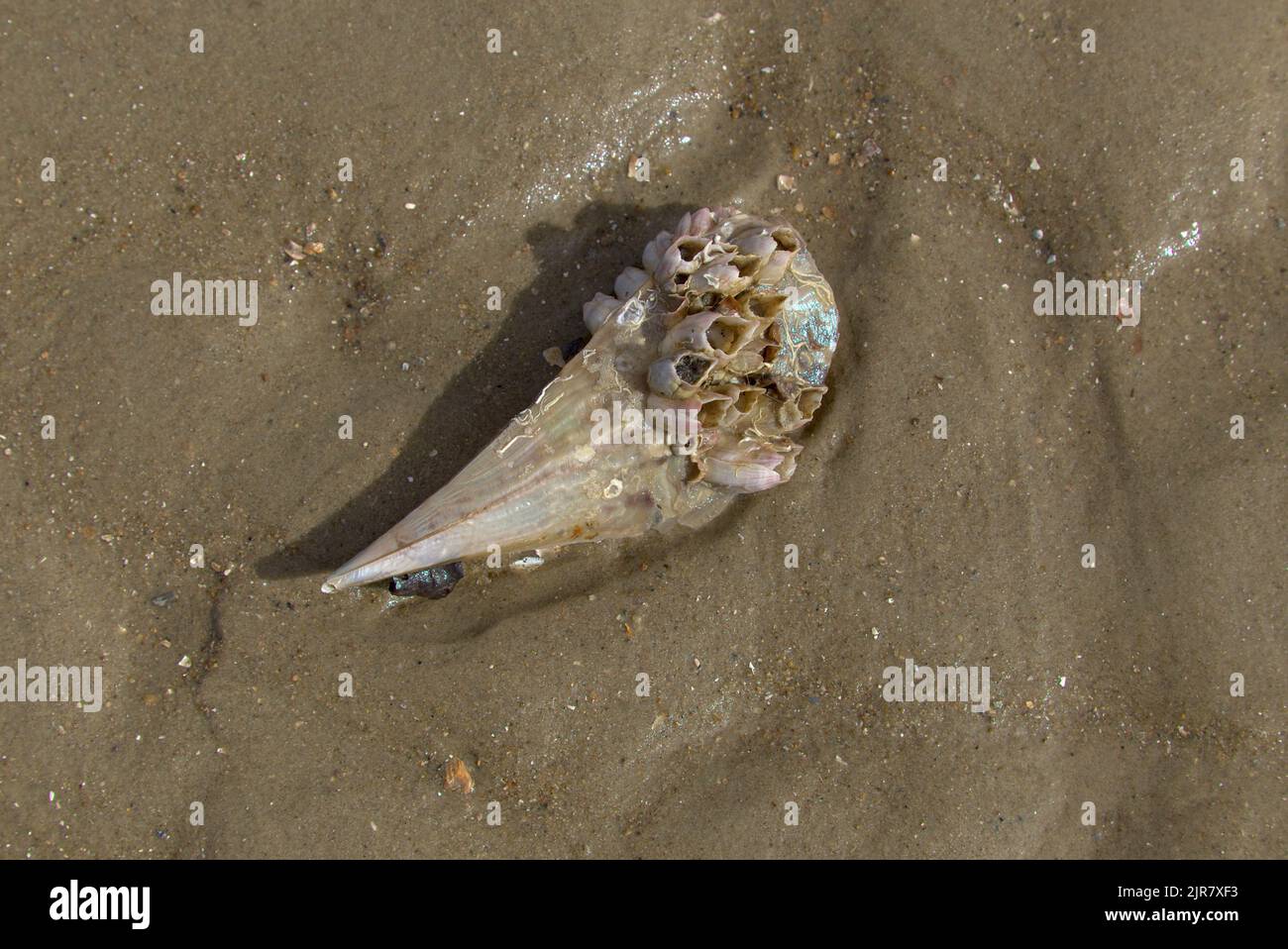 Sea Shell on the beach at Curtis Island Queensland Australia Stock Photo