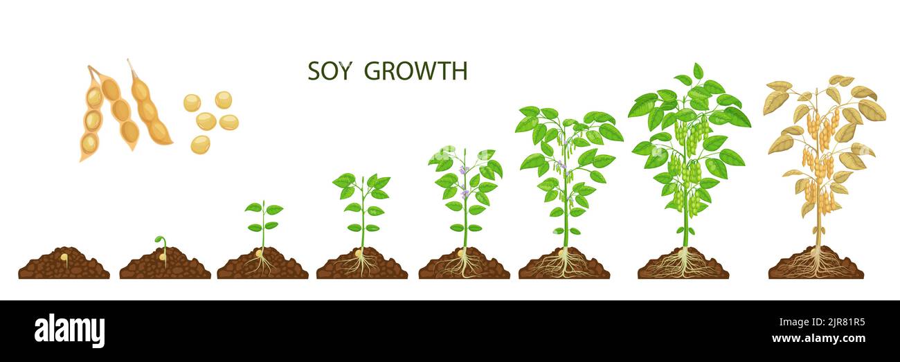 Soy beans growth stages. Vector soybean plants, sprout and seed on agriculture or farm field. Growing process phases of soya with green plants, leaves, flowers and legume pods, life cycle from seed Stock Vector