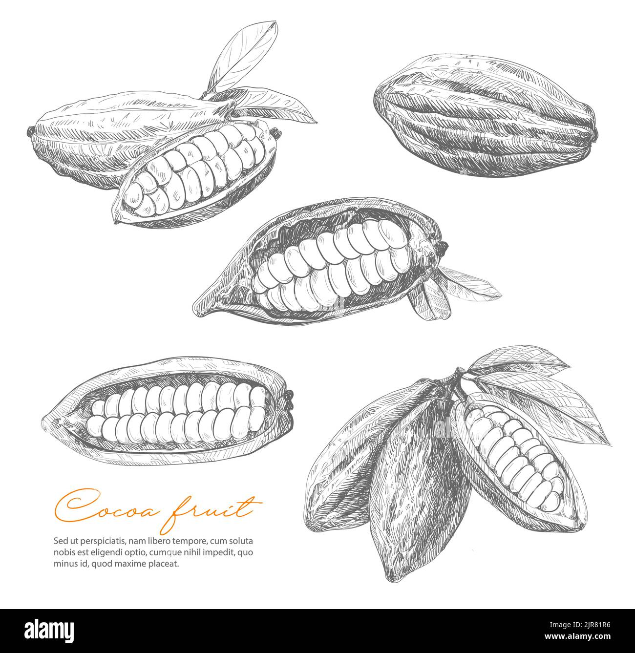 Cocoa pods harvest Stock Vector Images Alamy