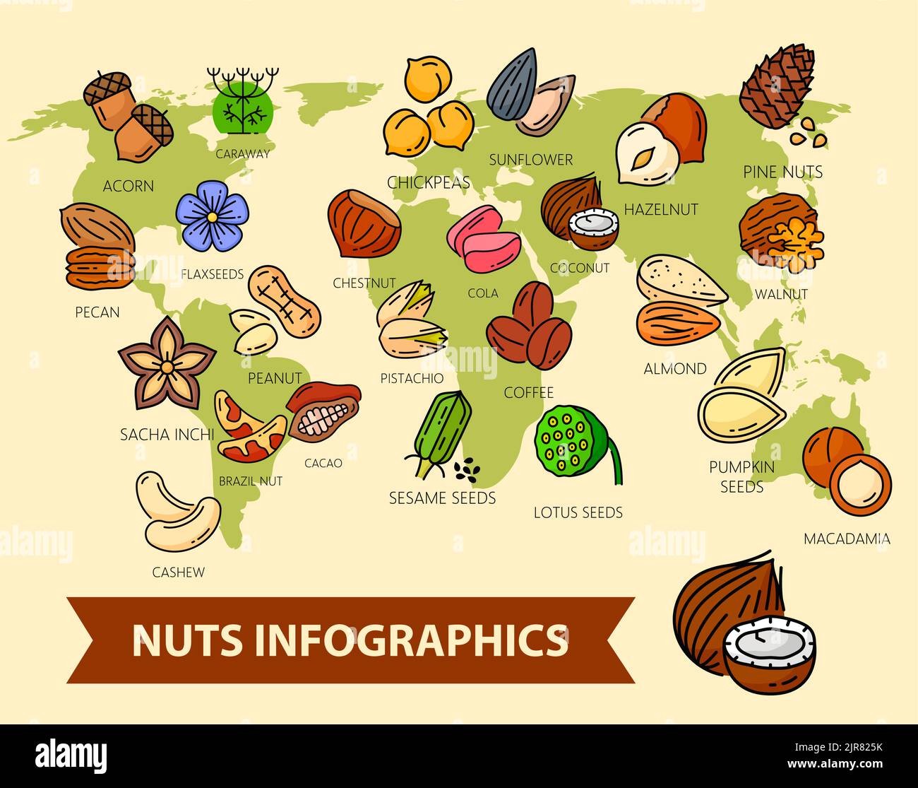 World map with nuts and seeds. Infographics of vector cashew, peanut