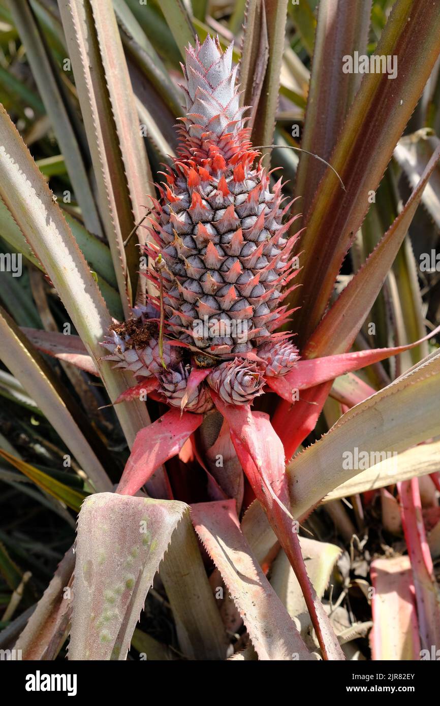 Indonesia Alor Island - Tropical fruit Red pineapple - Ananas comosus Stock Photo
