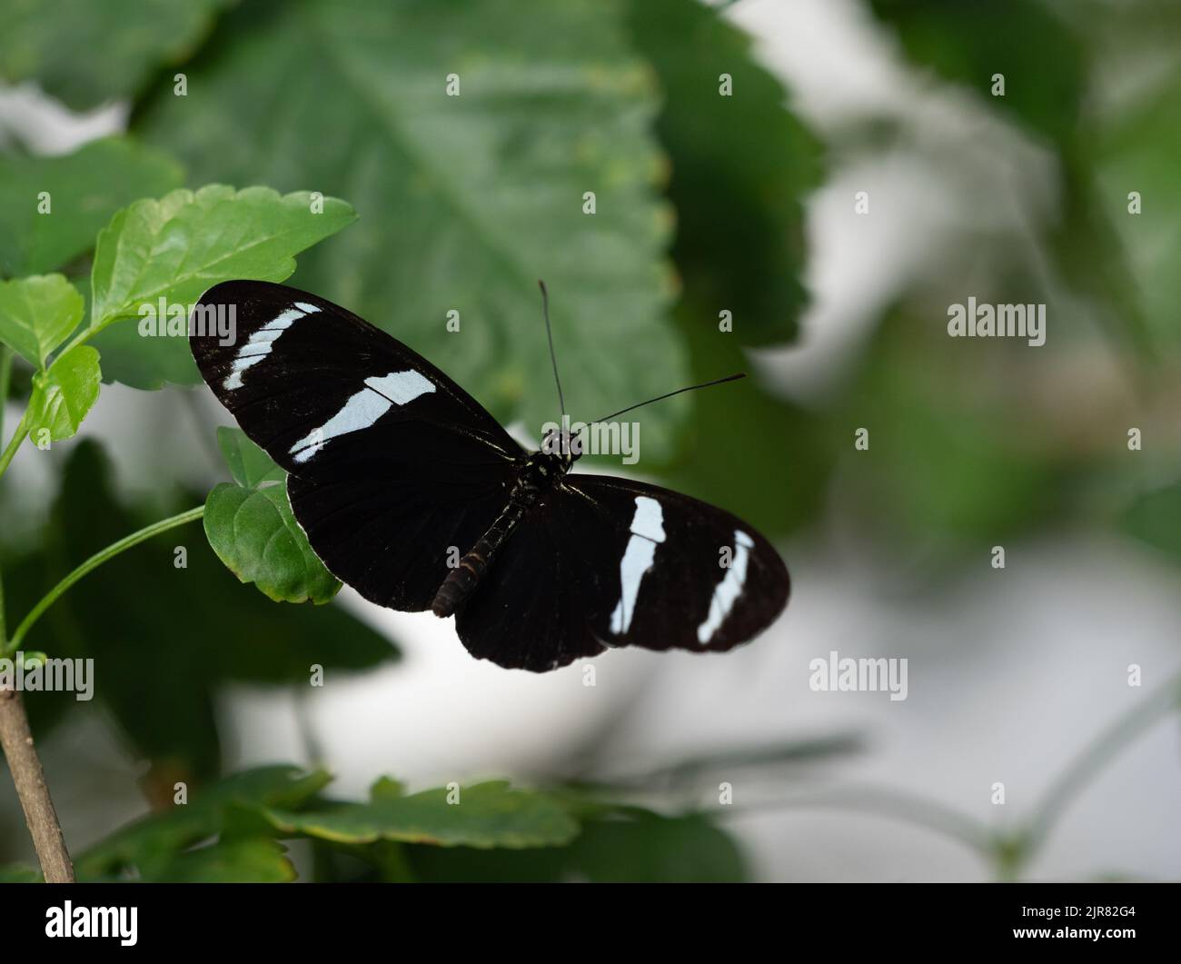 Black and white Antiochus Longwing or Helioconius antiochus butterfly perched on a green leaf with open wings. Photographed with a shallow depth of fi Stock Photo