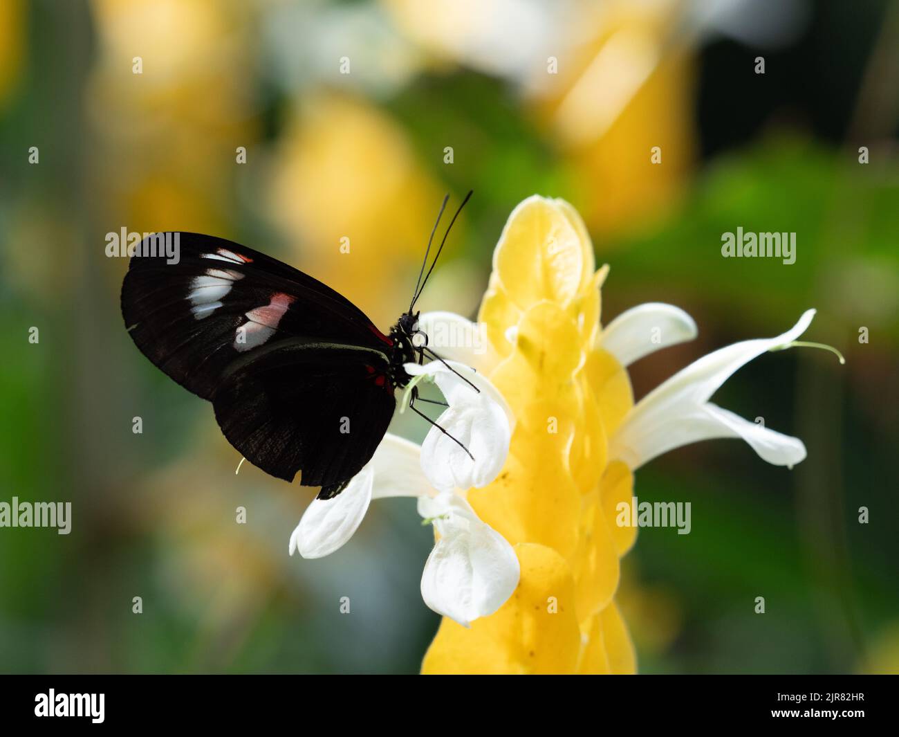 Close up of a black butterfly with white and orange spots on closed wings, a Red Postman or Heliconius erato, perched on a yellow shrimp plant flower. Stock Photo