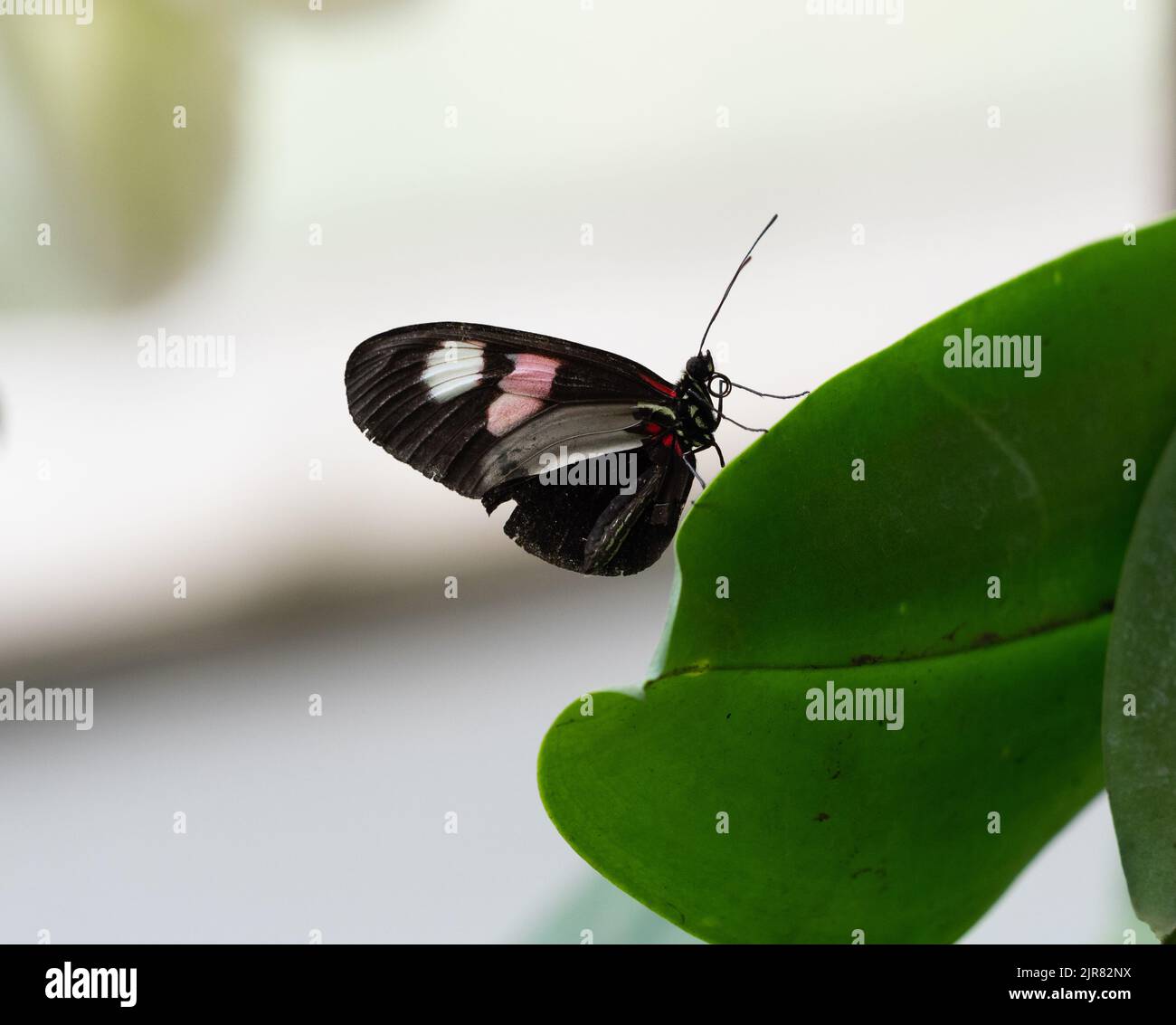 Close up of a Red Postman or Heliconius erato butterfly with closed black, white, and pink wings perched on an orchid leaf. Stock Photo