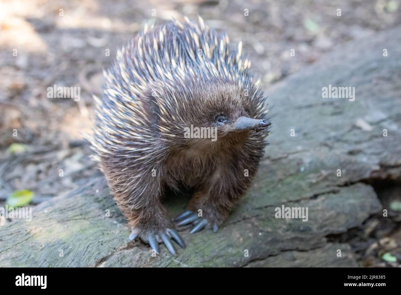 Australian Short-beaked Echidna with nose in air Stock Photo