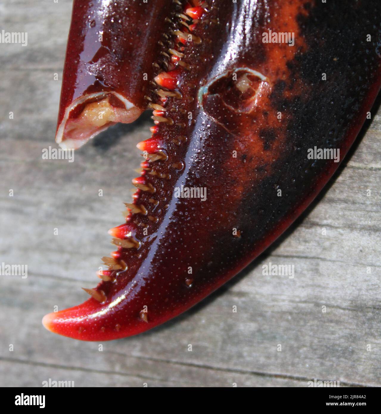 A Closeup on a Broken American Lobster Claw Stock Photo