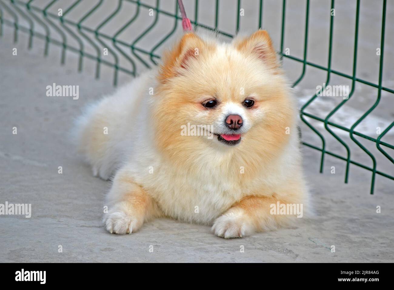 white Pomeranian dog aka Pom (Zwers, Tumbleweed, Deutscher Spitz, Zwergspitz) sitting on the street near green grid border and waiting with hope, pet Stock Photo