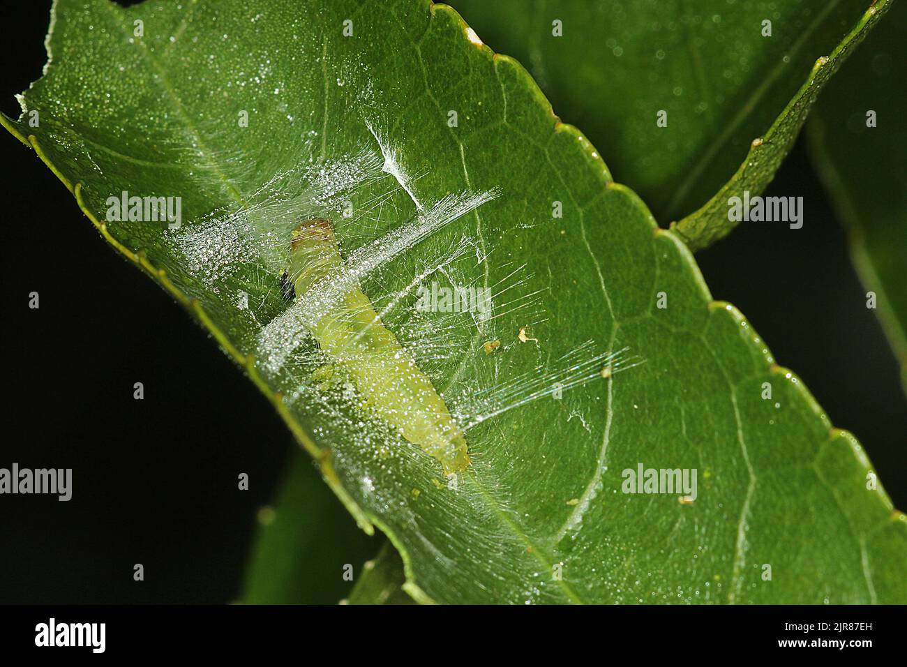 Kawakawa looper caterpillar spinning cocoon ( Stock Photo