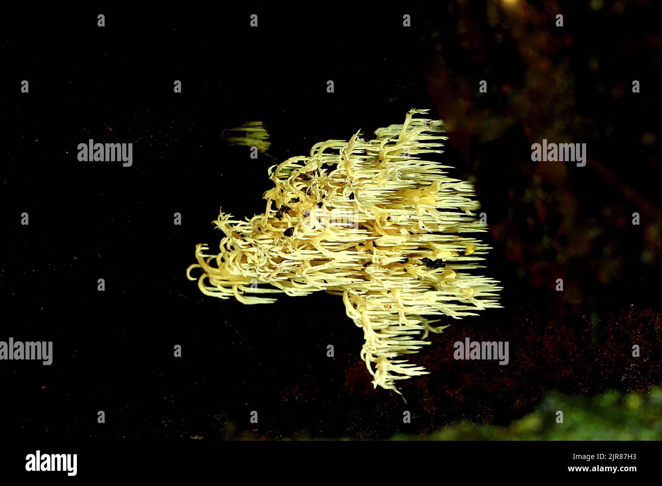 Coral tooth fungus (Hericium novae-zealandiae) Stock Photo