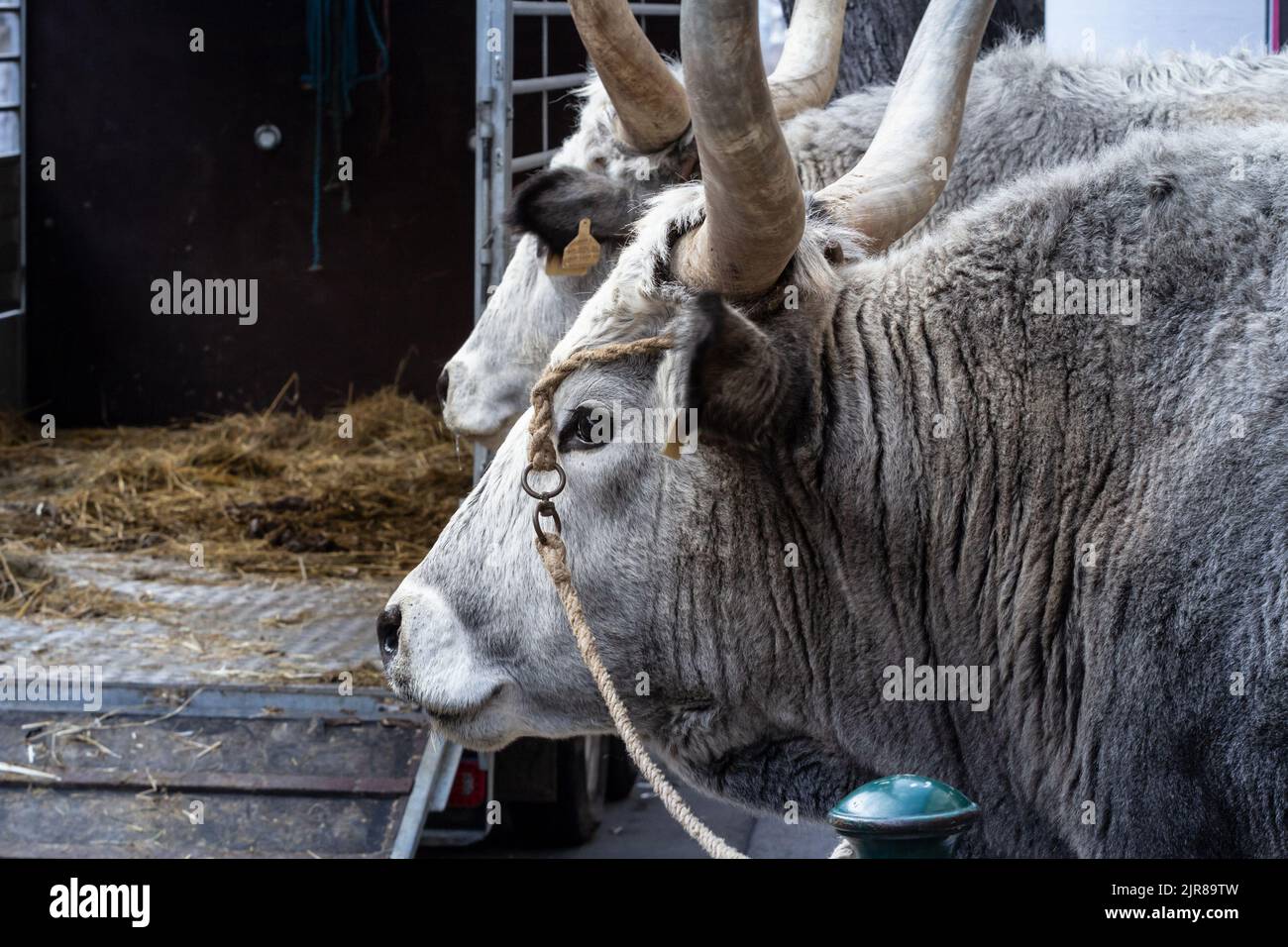 Picture of a hungarian grey cow in Budapest, Hungary. The Hungarian Grey (or Magyar Szürke), also known as the Hungarian Grey Steppe,  is a Hungarian Stock Photo