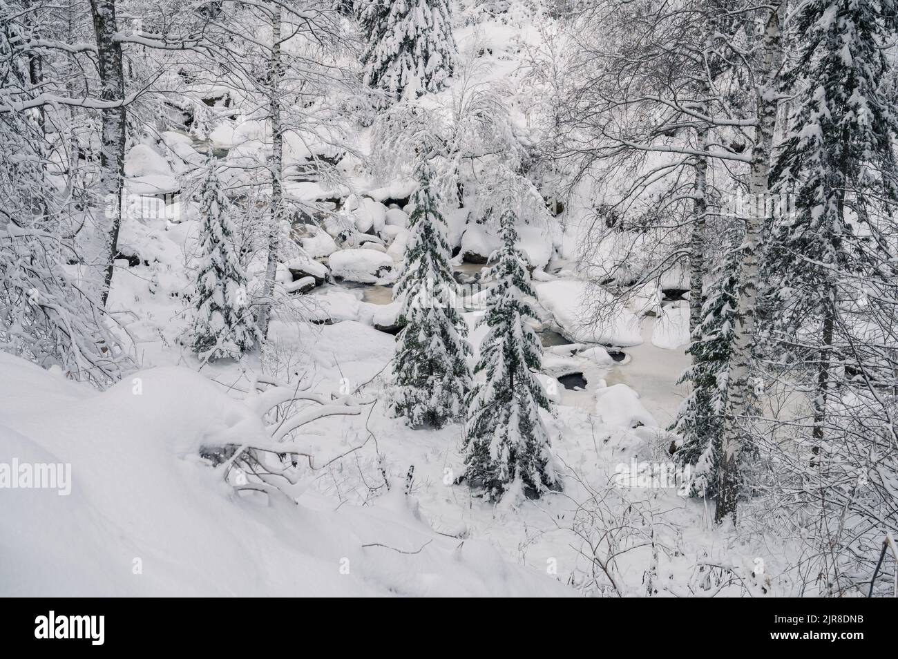 Winter landscape with fair trees under the snow Stock Photo - Alamy