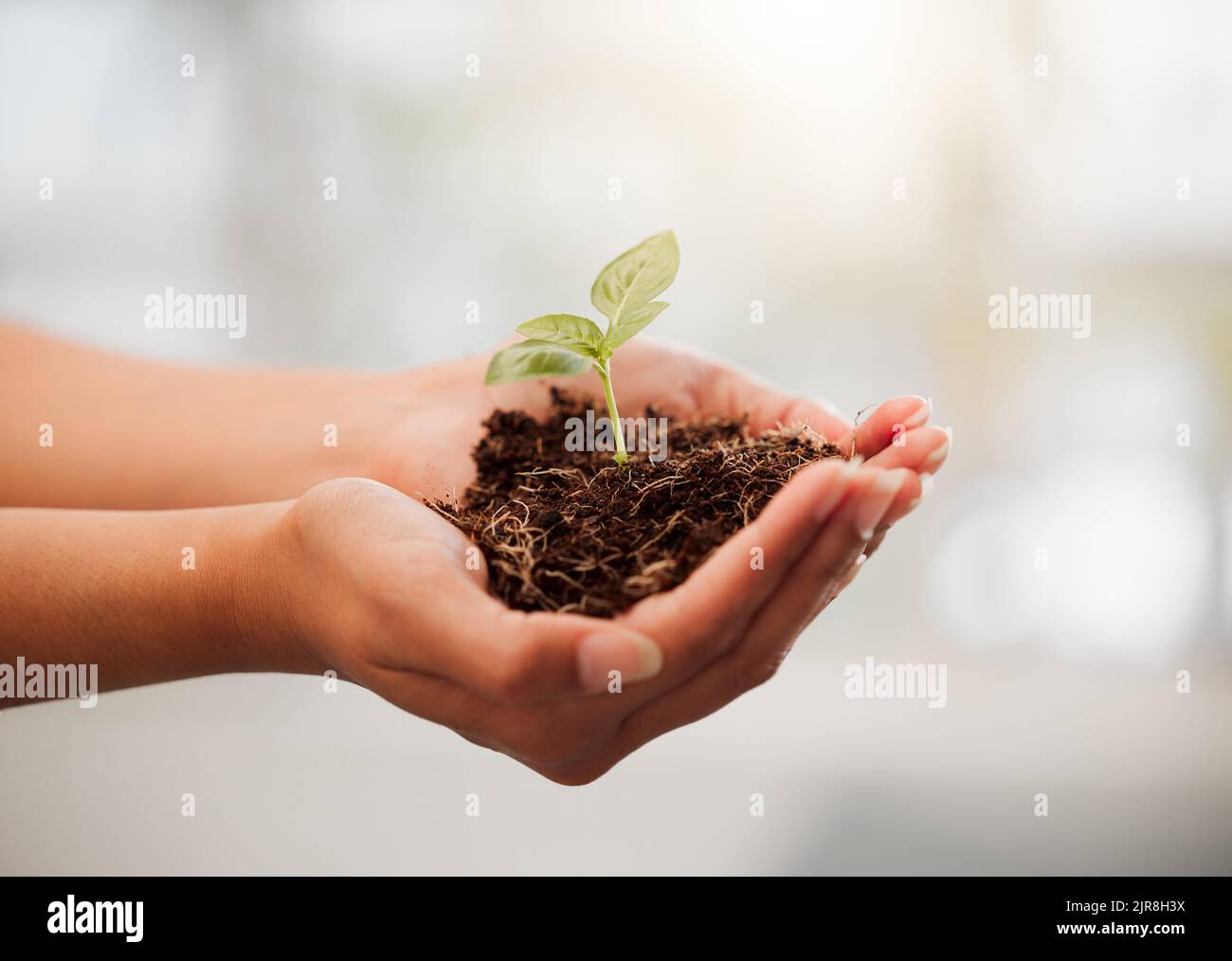 Sustainable, eco friendly and plant growth in hand with soil to protect