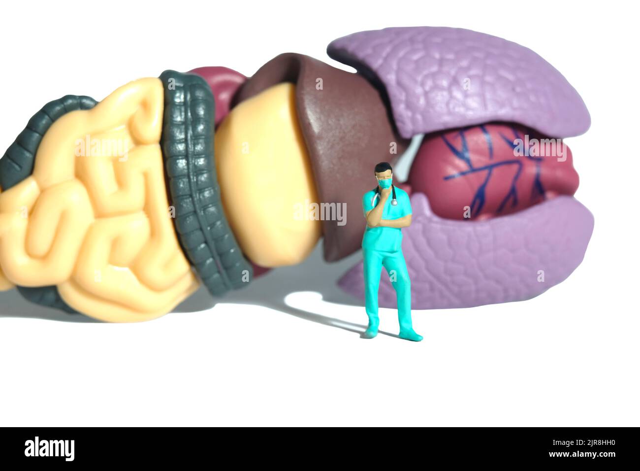 Miniature people toy figure photography. A men doctor or nurse thinking while standing in front of human organ. Isolated white background. Image photo Stock Photo