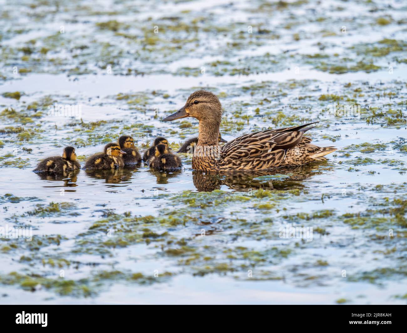 A family of ducks, a duck and its little ducklings are swimming in the water. The duck takes