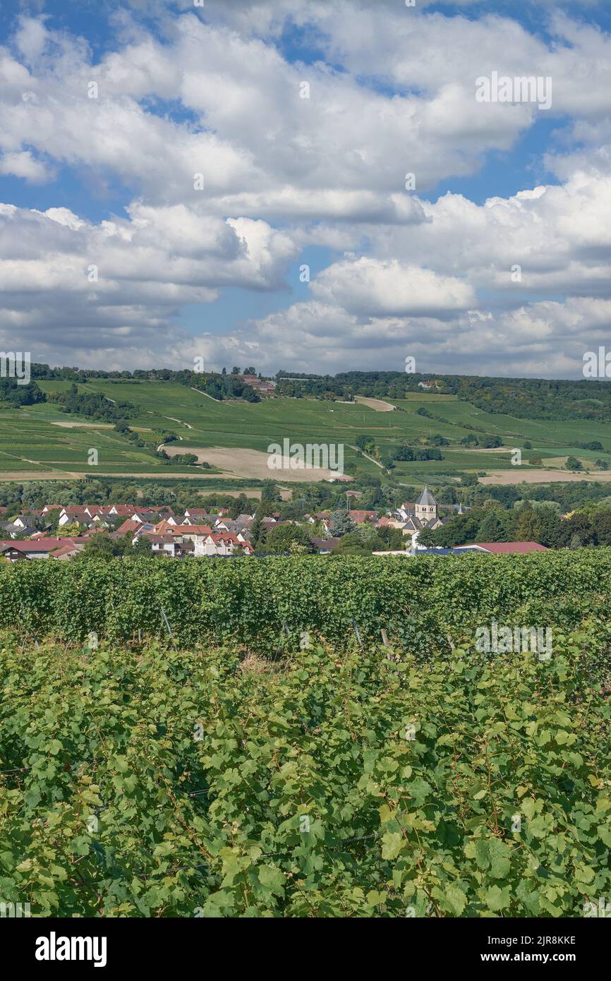 Vineyard Landscape in Rhinehessen wine region close to Grosswinternheim,Germany Stock Photo