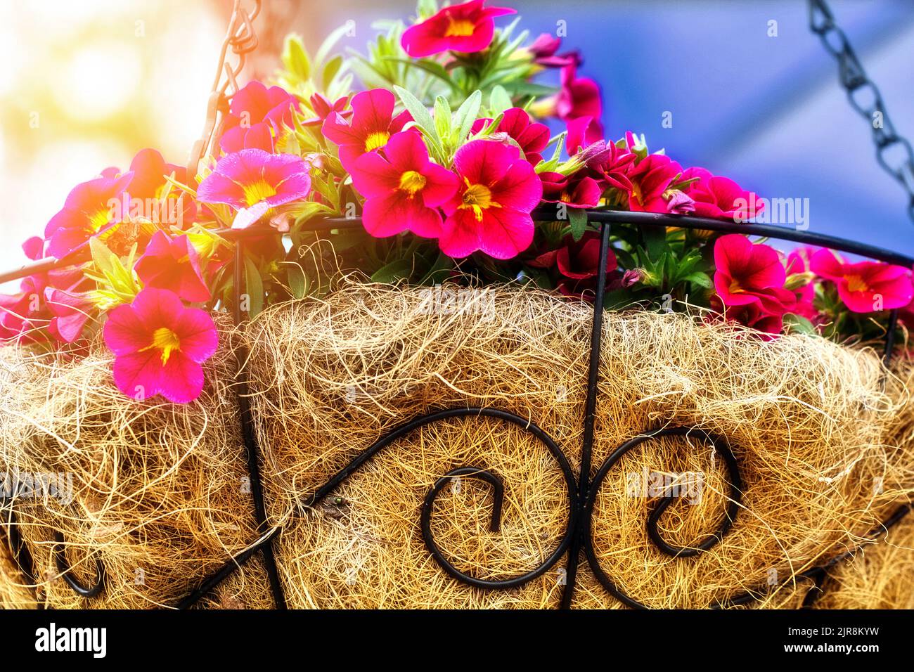 Red flowers in decorative straw pot hang on chain in street. Colorful background. Landscaping and landscaping of territory. Stock Photo