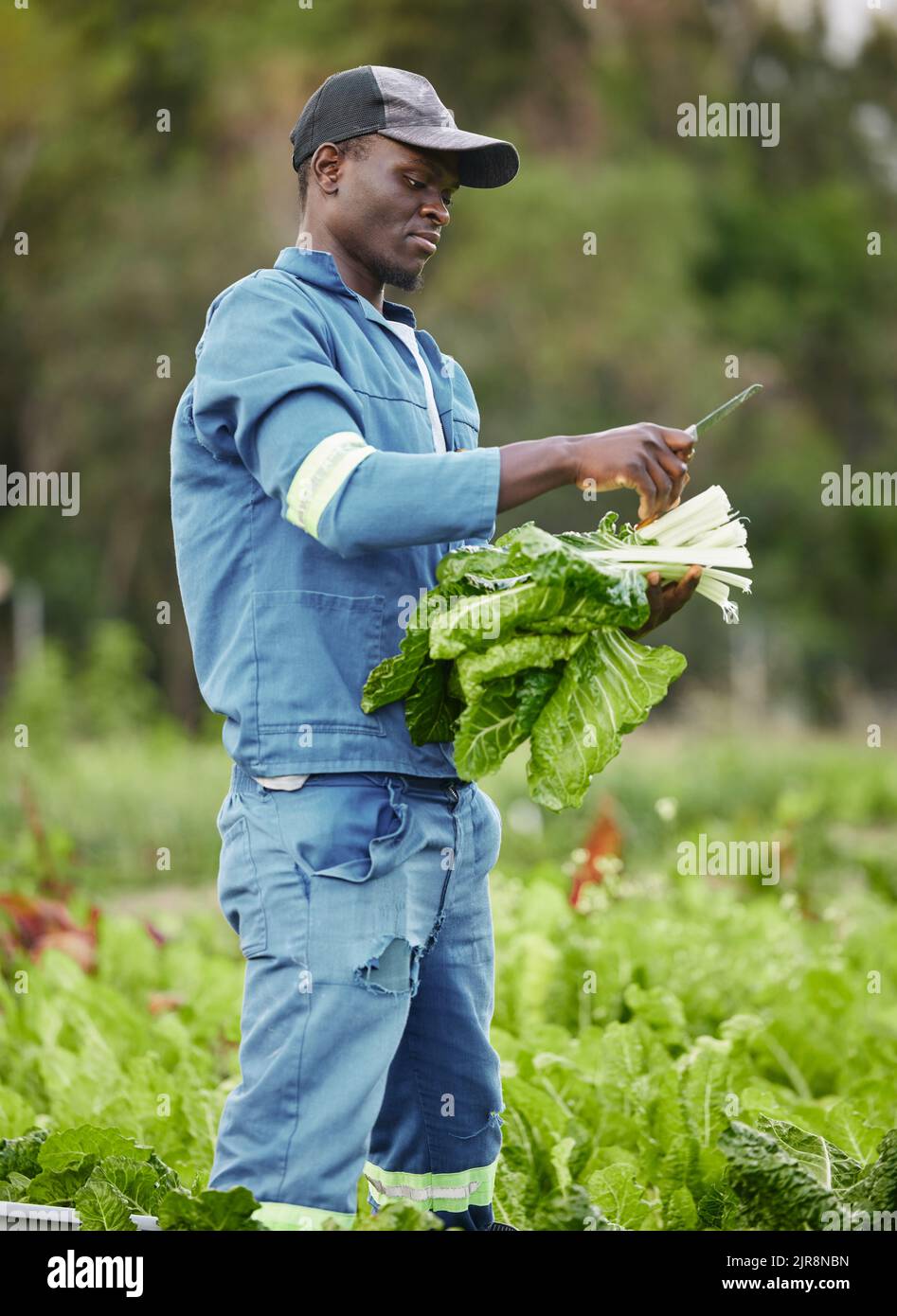 Farm, field and agriculture farmer worker in nature cutting green