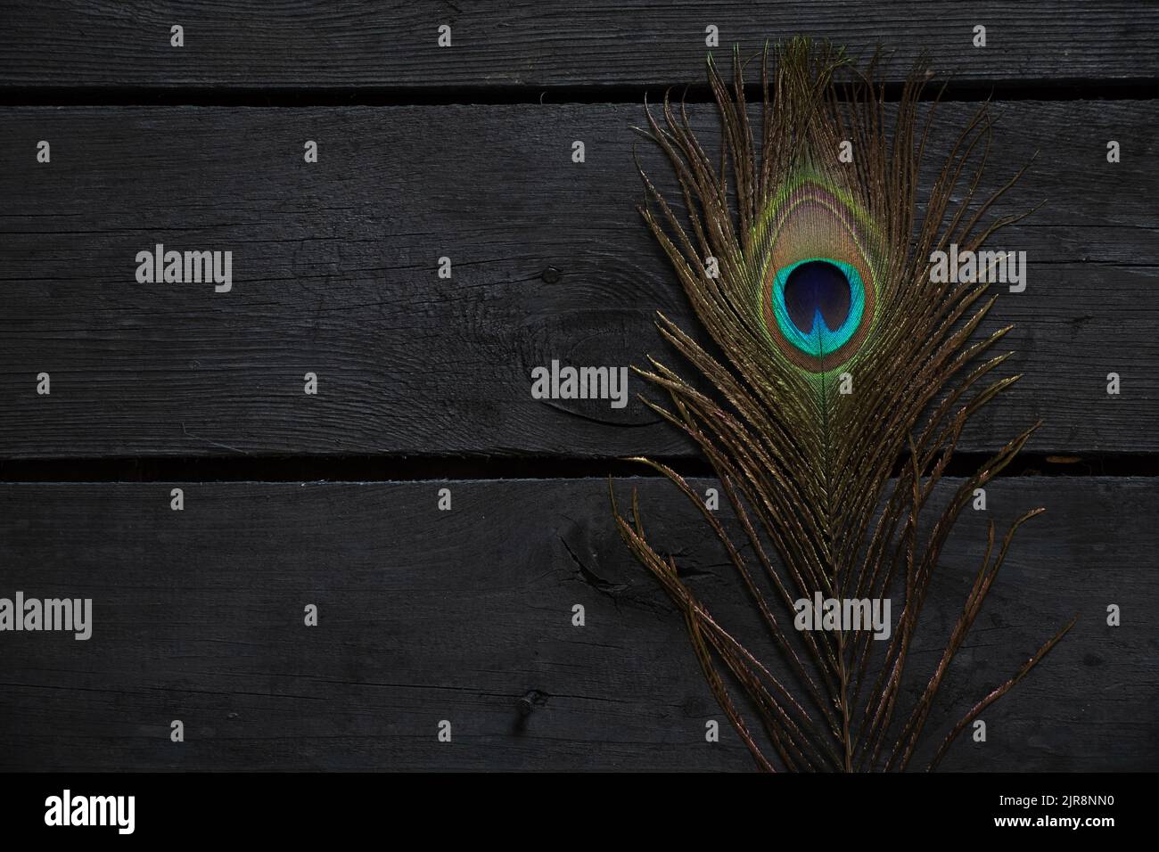 peacock feather lies on a black wooden board as background, peacock feather background Stock Photo