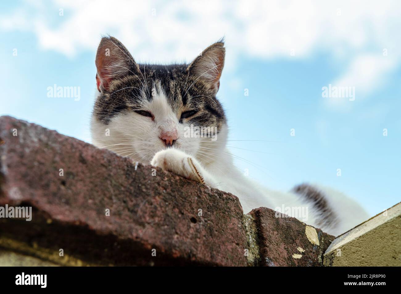 Cat is resting sitting on the fence. Homeless cat is lying on the fence ...