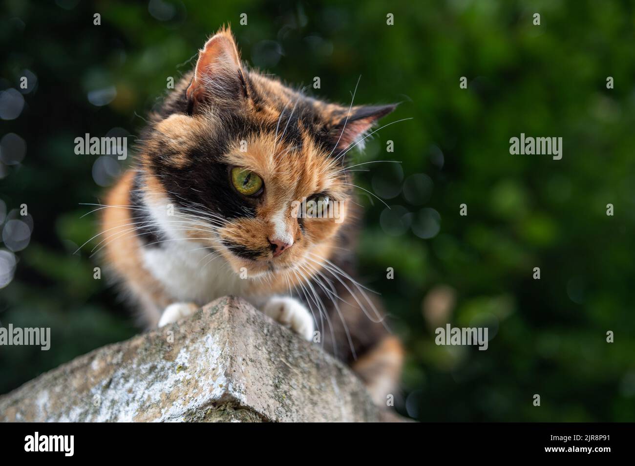 Cat is resting sitting on the fence. Homeless cat is lying on the fence ...