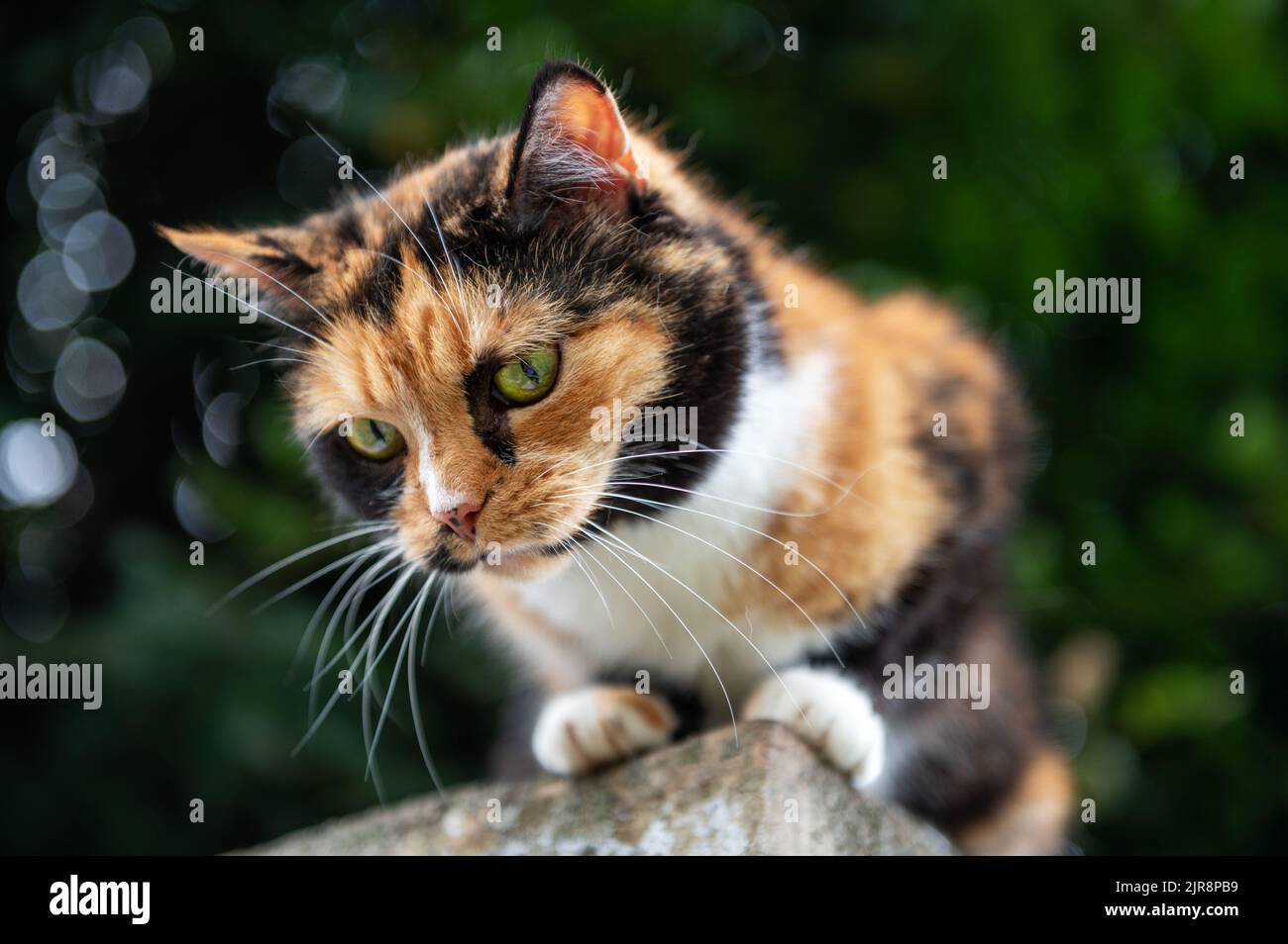 Cat is resting sitting on the fence. Homeless cat is lying on the fence ...