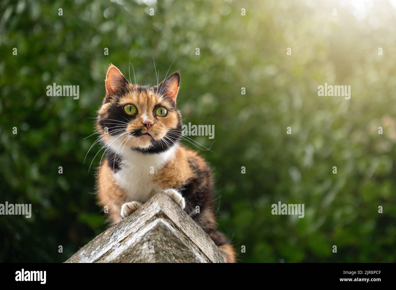 Cat is resting sitting on the fence. Homeless cat is lying on the fence ...