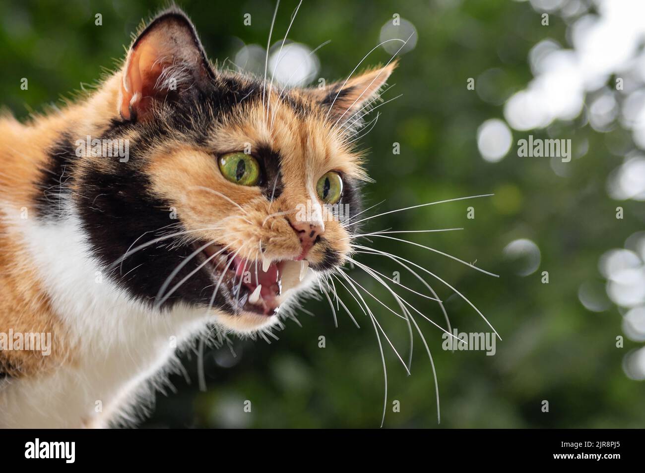 Cat aggression. Angry homeless cat hissing and showing teeth Stock