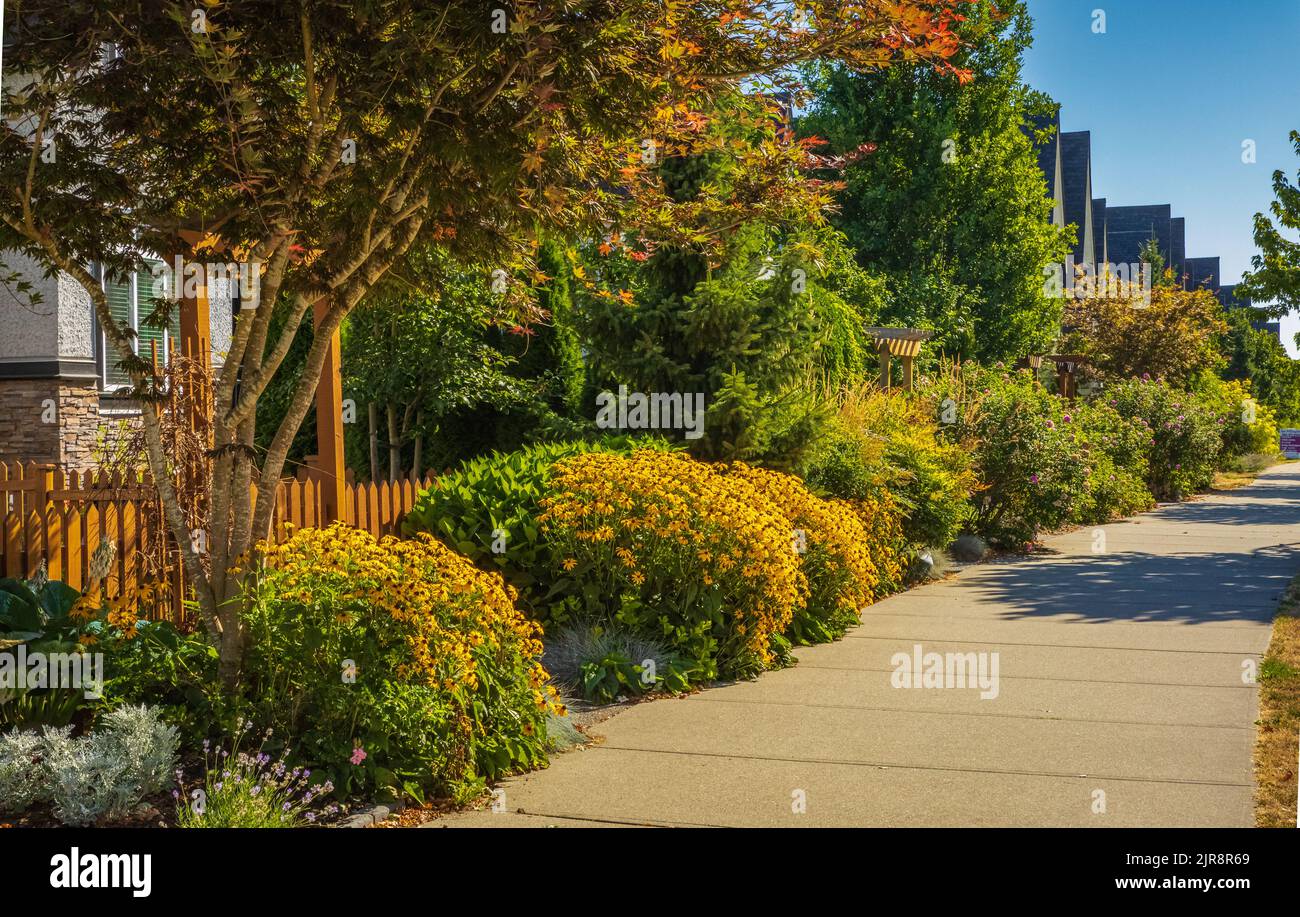 Green city street with walkway in residential area in sunny summer day ...