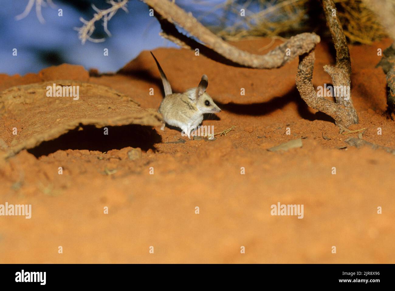 Small mouse like mammal hi-res stock photography and images - Alamy Small mouse like mammal hi-res stock photography and images - Alamy
