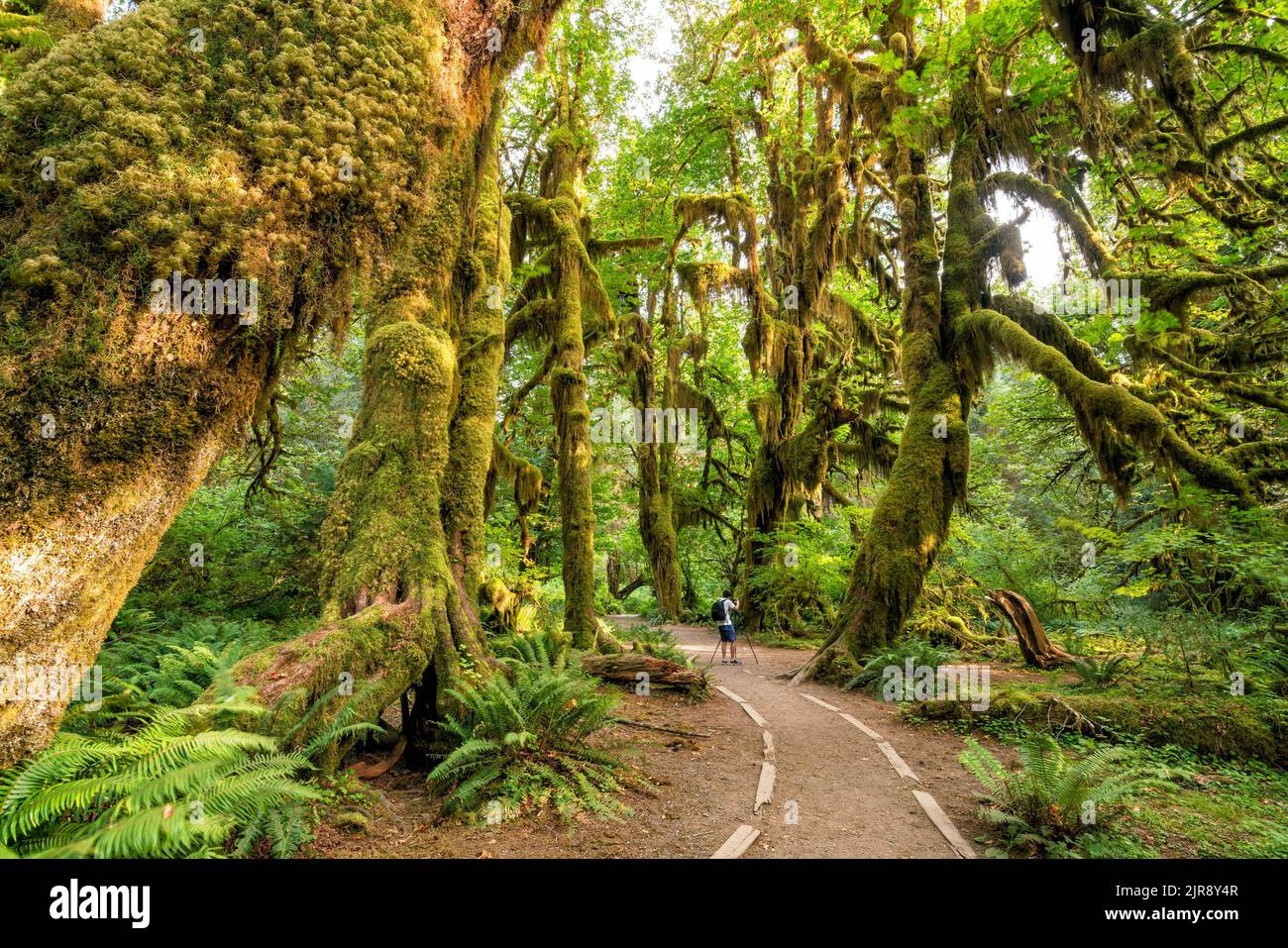 Hoh Rain Forest Hike Hi res Stock Photography And Images Alamy