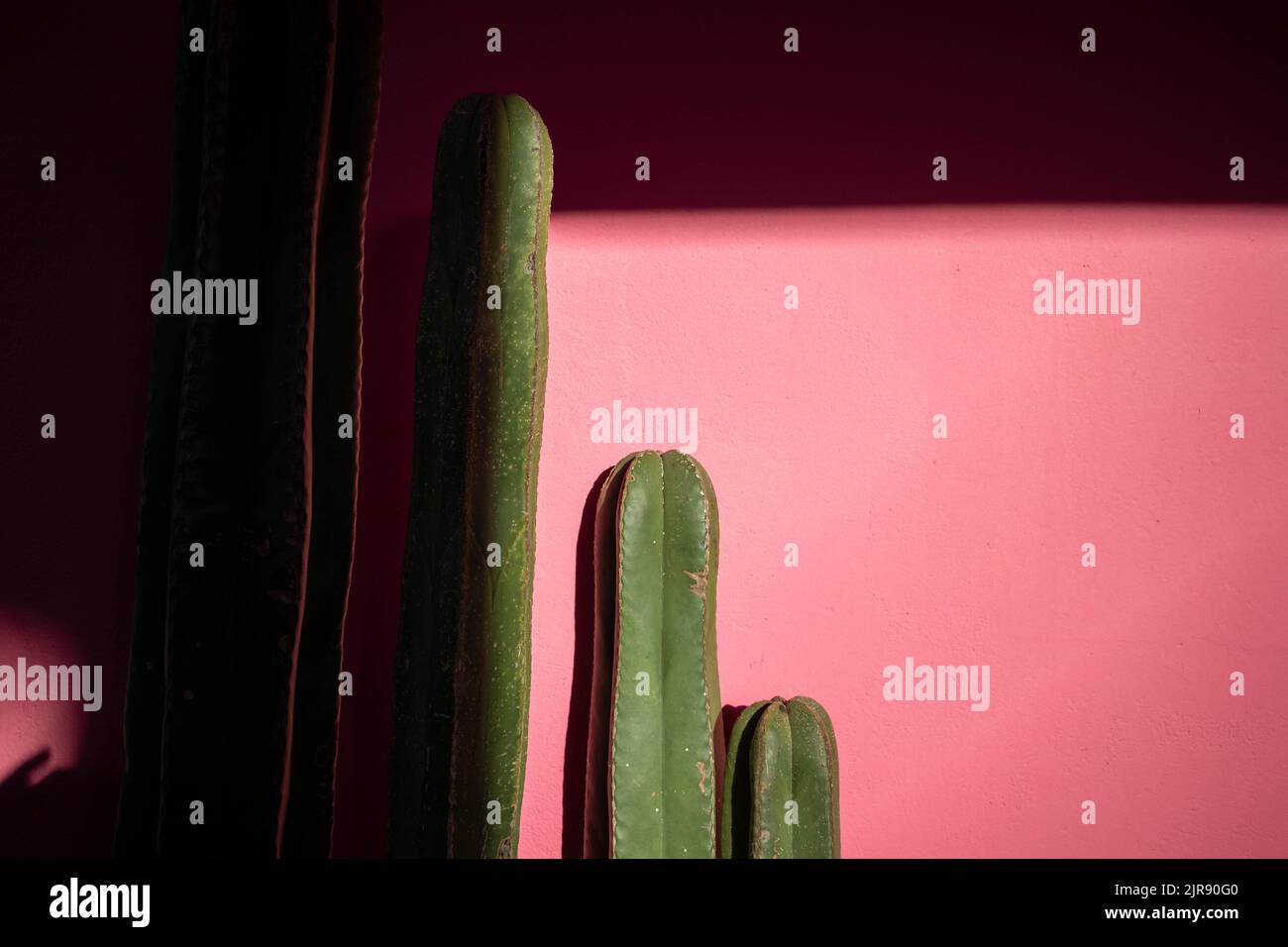 Column cactus (cacti) against a pink wall in Mexico Stock Photo Alamy