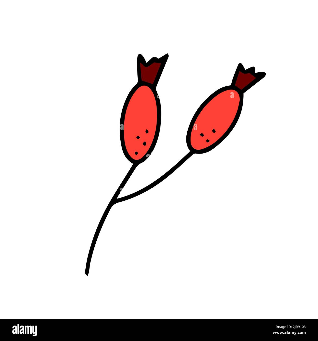 Colorful dog rose berry. Vector illustration in hand drawn style Stock Vector
