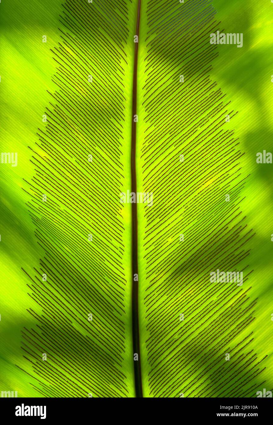 Close up of fern leaf detail shot showing spores. Stock Photo